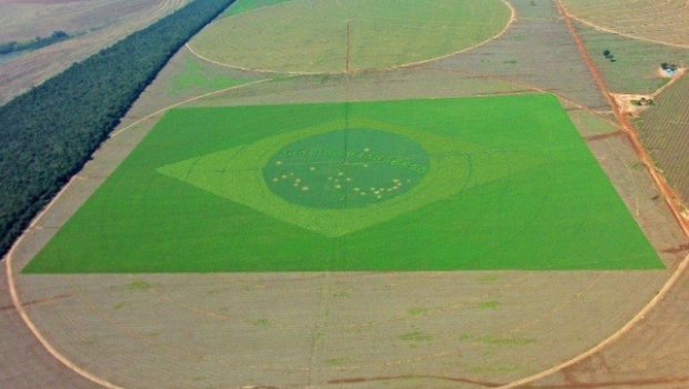 Associado da Aspipp planta Bandeira de 50 hectares
